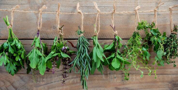 Zioła jako naturalne wsparcie dla zdrowia skóry – które wybrać?