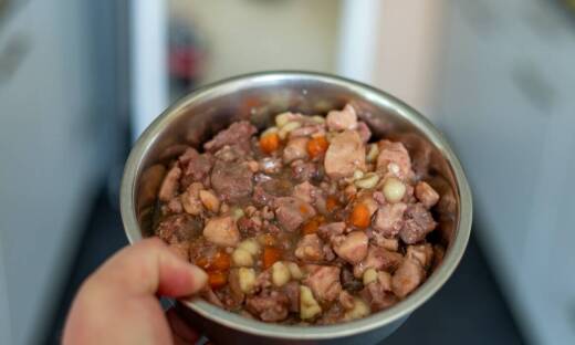 Rola mokrej karmy w diecie psów o wysokiej aktywności fizycznej