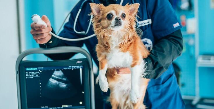 Jakie są objawy chorób serca u zwierząt i kiedy wykonać echo serca?