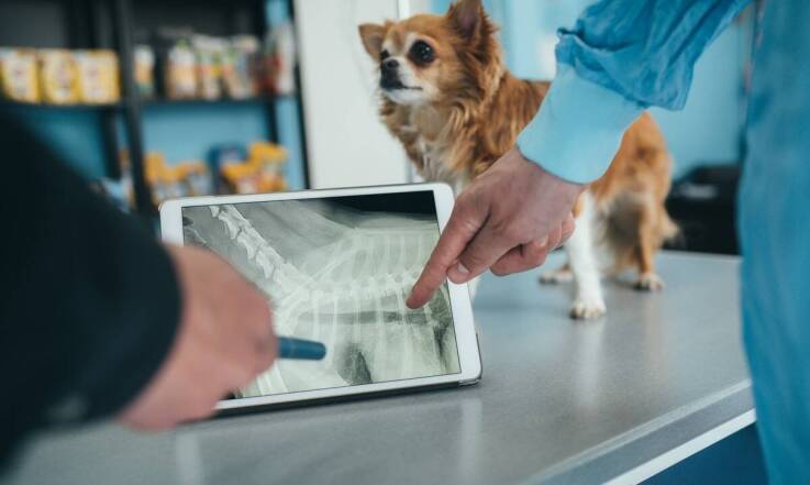 Jak przygotować dokumentację zdrowotną zwierzęcia do wyrobienia paszportu?