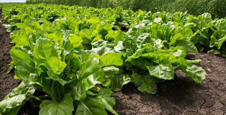 Wpływ stymulatorów wzrostu na system korzeniowy ozimin