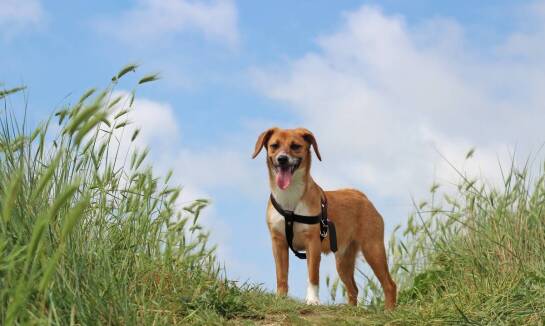 Wsparcie dla nowych właścicieli zwierząt w Suwałkach