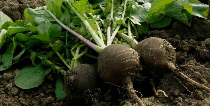 Jak czarna rzepa wspiera walkę z nadmiernym wypadaniem włosów?