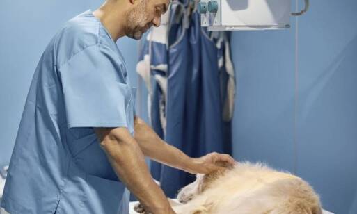 Rola opieki weterynaryjnej w diagnostyce i leczeniu ciąży u zwierząt domowych