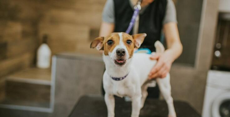 Jak fryzjer dla psów w Sosnowcu dostosowuje pielęgnację do ras długowłosych?