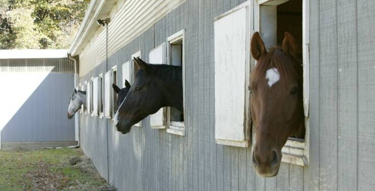 Dlaczego warto zaopatrzyć się w torbę na akcesoria jeździeckie?