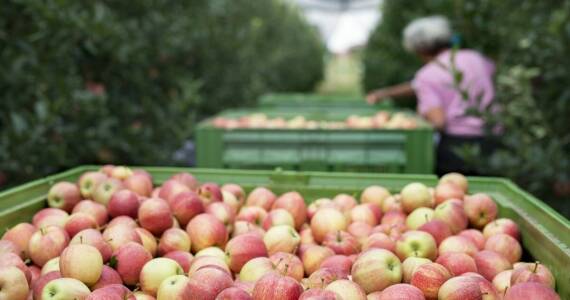 Nowoczesne magazyny jako klucz do sukcesu w eksporcie jabłek