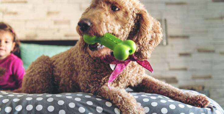 Jak przedszkole dla psów wspiera socjalizację szczeniaków?