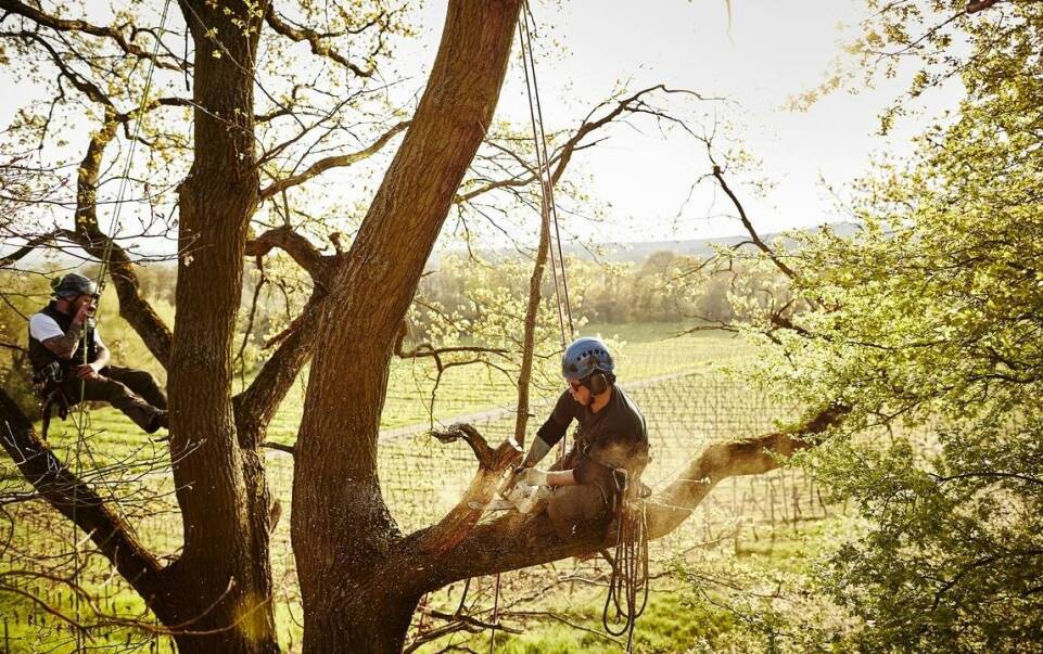 Wpływ technik alpinistycznych na ochronę środowiska podczas wycinki drzew