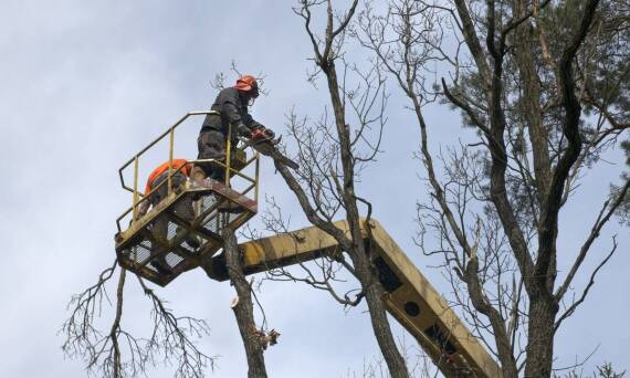 Profesjonalne podejście do cięć sanitarnych drzew w trudnych warunkach terenowych