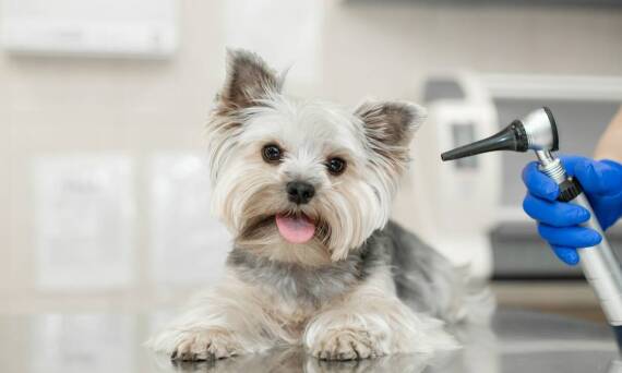 Jakie są najważniejsze zasady postępowania podczas pierwszej wizyty u weterynarza?