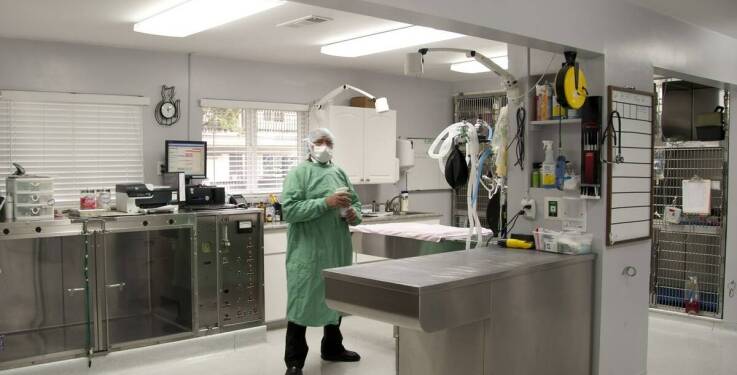 Jak przygotować zwierzę do badania RTG w gabinecie weterynaryjnym?