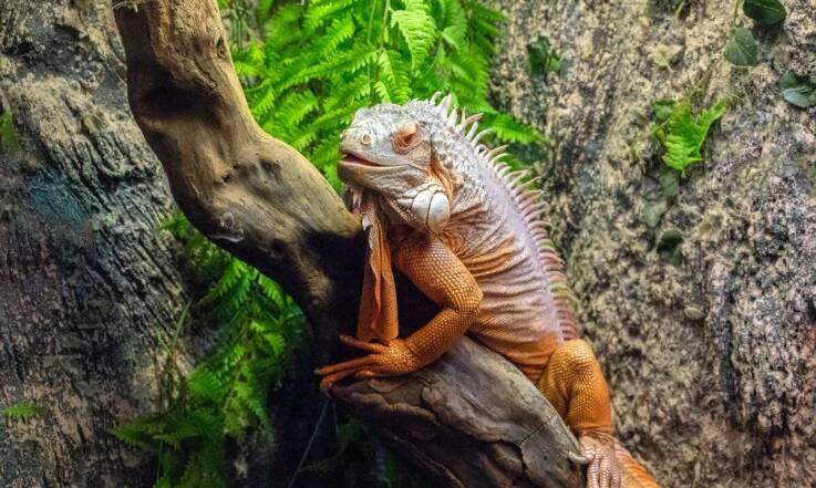 Jak stworzyć naturalne środowisko w terrarium dla jaszczurek?