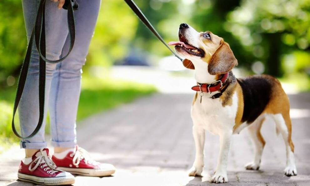 Najważniejsze techniki motywacyjne w szkoleniach psów w Wyszkowie