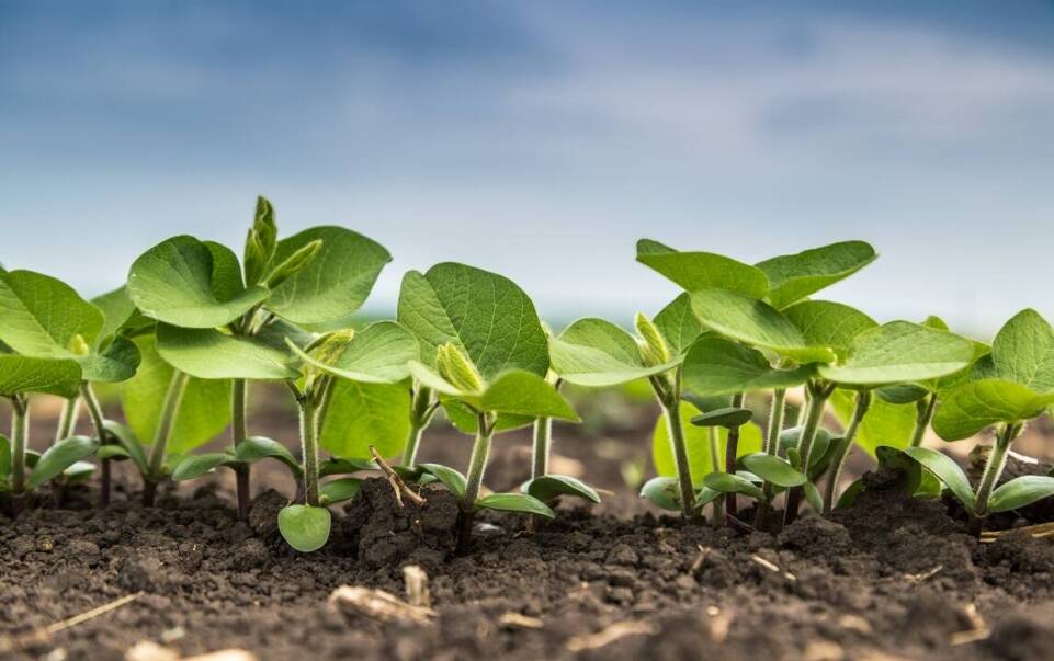 Regulatory wzrostu roślin w ogrodnictwie – INTER MAR