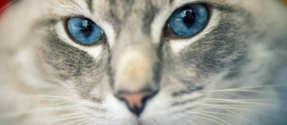 Wpływ oleju konopnego na zdrowie sierści i skóry kota