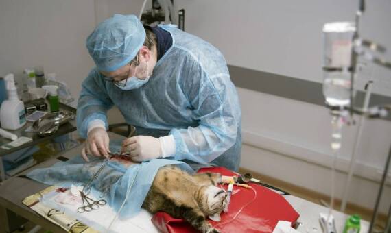 Jakie metody znieczulenia stosuje się w chirurgii zwierzęcej?