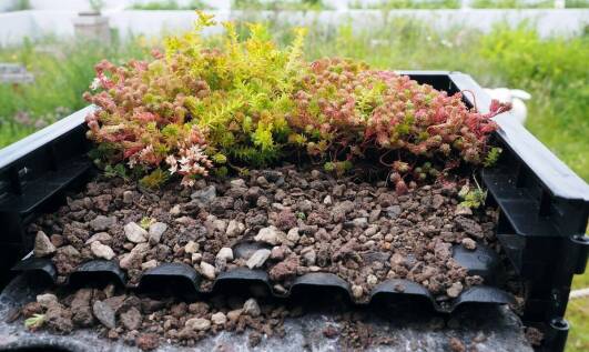 Jak substraty wegetacyjne wpływają na funkcjonalność dachów zielonych?