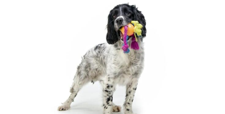 Rozwój psa i szkolenie w Mińsku Mazowieckim