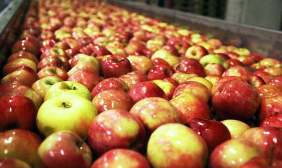 Ekologiczne jabłka z Grójeckich sadów – zdrowy wybór