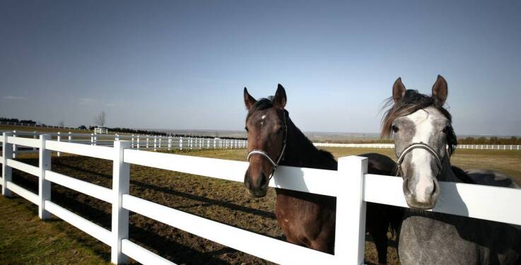Czym powinien cechować się dobry t-shirt jeździecki?