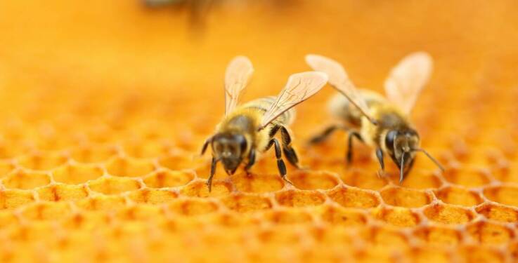 Jak propolis na trądzik wspiera zdrowie skóry dzięki zawartości flawonoidów?