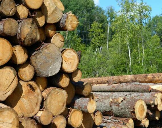 Drewno z Lasów Państwowych i jego znaczenie