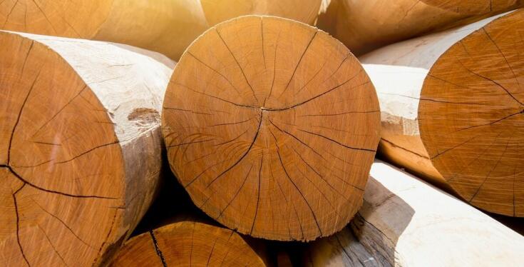 Jakie kwestie powinny brać pod uwagę firmy przy zakupie jodły kaukaskiej hurtowo?