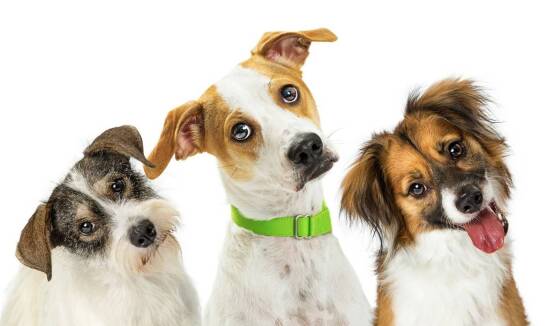 Wybór odpowiedniej obroży treningowej dla psa o dużym temperamencie