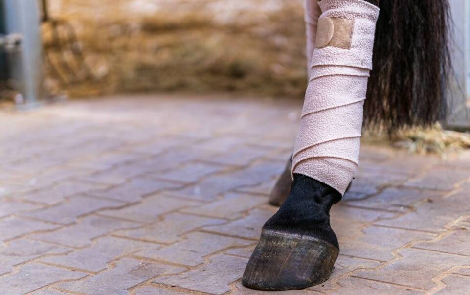 Jak wcierka chłodząca dla koni działa na mięśnie po intensywnym wysiłku?