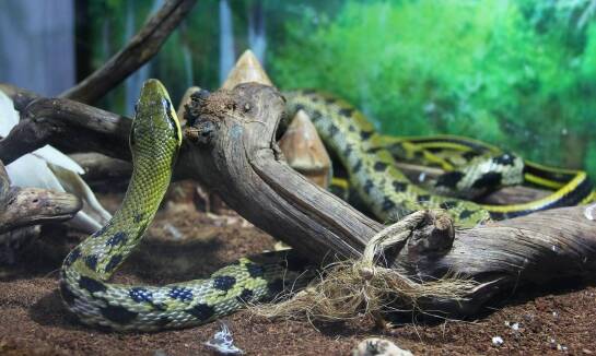 Jak preparowane zwierzęta mogą wzbogacić wystawy muzealne?