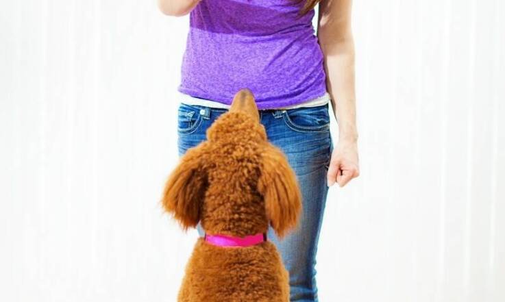 Rola profesjonalnych instruktorów w skutecznym szkoleniu psów