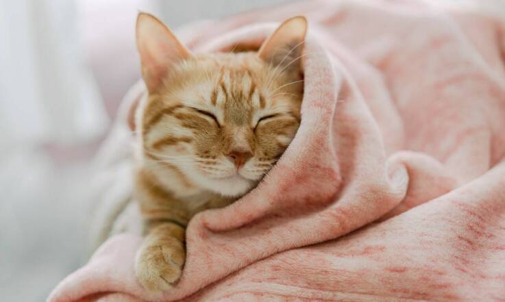 Wskazówki dotyczące diety po zabiegu kastracji kota