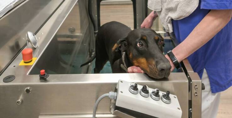 Wykorzystanie zaawansowanej technologii w diagnostyce i leczeniu zwierząt