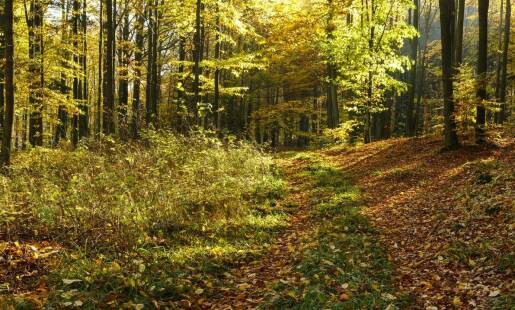 Sezonowe zmiany w Parku Młynówka: Jak przyroda zmienia się z porami roku?