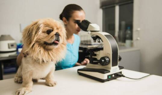 Znaczenie specjalistycznej opieki w onkologii weterynaryjnej