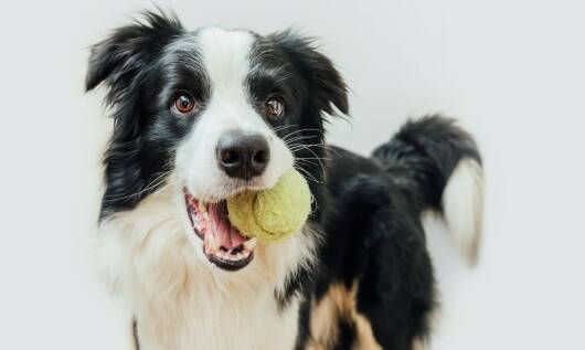 Czy kula węchowa jest odpowiednia dla starszych psów?