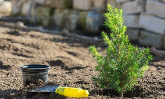 **Jakie są długoterminowe korzyści z inwestycji w profesjonalne usługi sadzenia drzew?**