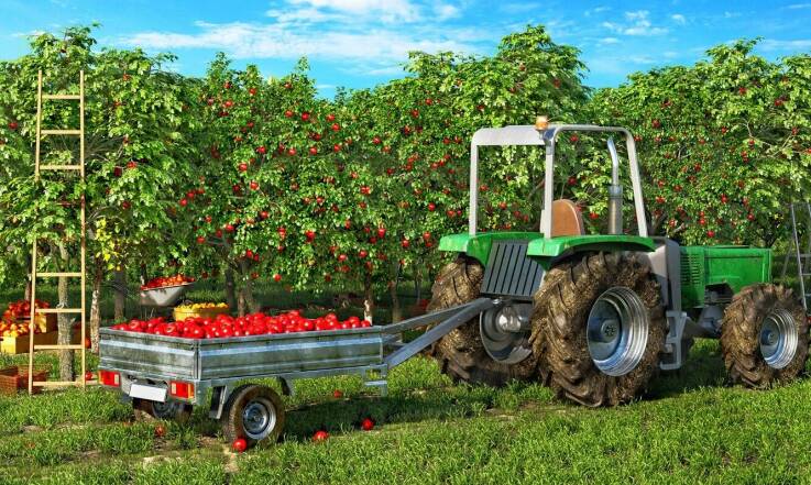 Drzewka owocowe w ofercie – jakie odmiany są najchętniej wybierane?