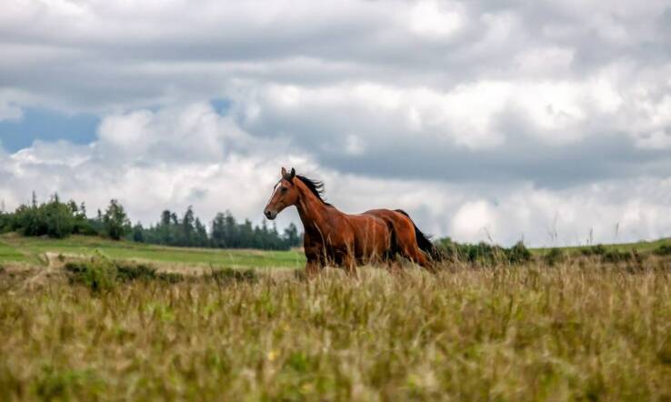 Naturalne pastwiska dla koni: Klucz do zdrowia i dobrostanu