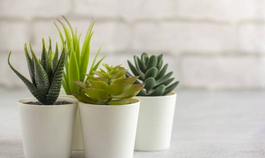 Jakie są najczęstsze pytania dotyczące toksyczności sansewierii cylindrycznej?