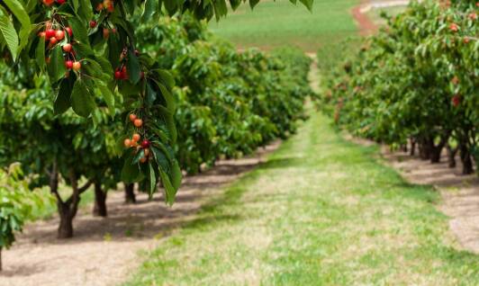 Jakie są najnowsze trendy w uprawie jabłoni koksa?