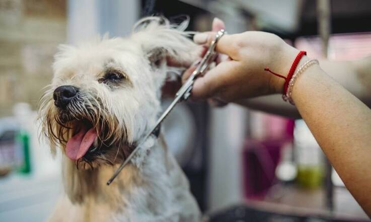 Dlaczego strzyżenie psa lepiej powierzyć specjalistom?