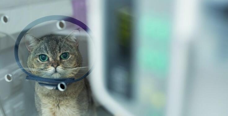 Diagnostyka chorób sercowo-naczyniowych u zwierząt: Rola elbląskiego gabinetu weterynarii