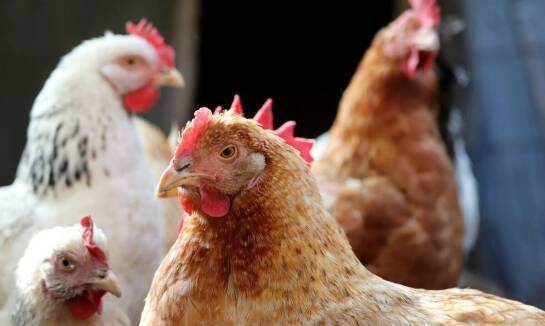 Jak preparaty dla drobiu wpływają na zdrowie układu oddechowego ptaków?