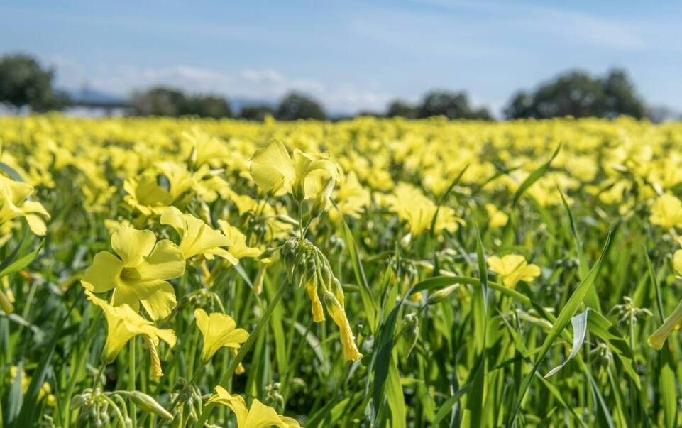 Jakie są najnowsze trendy w badaniach nad jakością paszy zielonka?