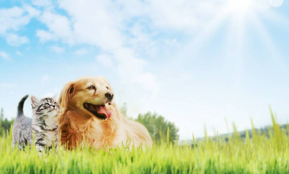 Jak suszenie na powietrzu wpływa na jakość poduszek z pierza?