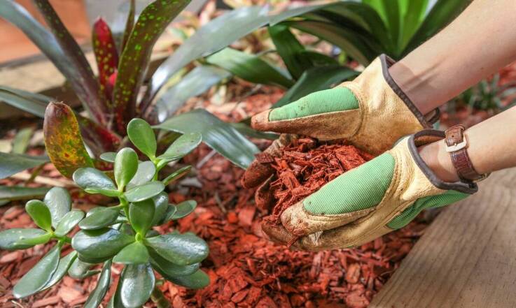 Jak kora wpływa na kondycję gleby w ogrodzie?