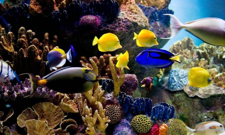 Wpływ regularnego serwisu na długowieczność systemów akwariowych