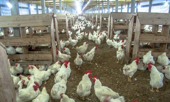 Zalety stosowania lamp LED w hodowlach drobiu